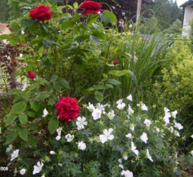 l.d.br._ganz_geranium1.jpg
