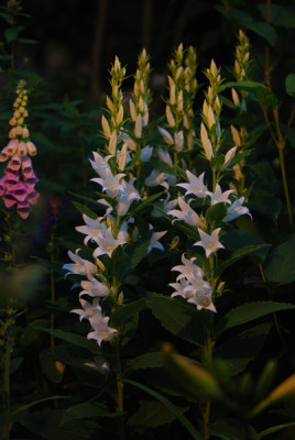 C-latifolia-Alba-Jun1008.jpg