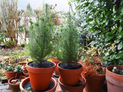 Pinus pinea Silver Crest PC150011.JPG