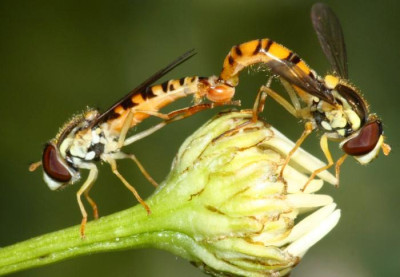 Sphaerophoria_cf_scripta_-_Gemeine_Stiftschwebfliege_07b.jpg
