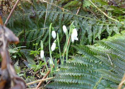 2023-12-16 Galanthus 'Barnes'.jpg
