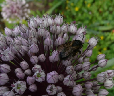 comp_allium.jpg