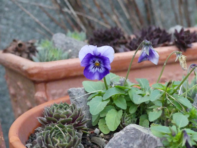 2023-12-16 Viola cornuta.jpg