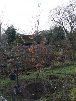 2023-12-16 Parrotia 'Felicie' 4.jpg
