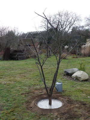 2023-12-16 Prunus 5.jpg