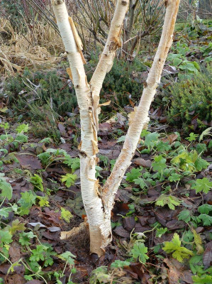 2023-12-16 Betula 'Grayswood Hill' 1.jpg