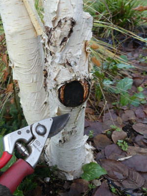 2023-12-16 Betula 'Grayswood Ghost' 1.jpg