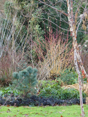 2023-12-16 Garteneinblick 5.jpg