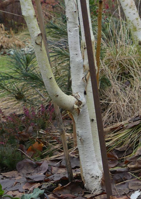 2021-02-05 Betula utilis 'Grayswood Ghost' 2.jpg