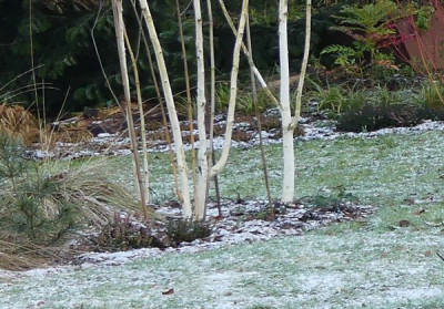 2021-01-25 Birkenhain 5.jpg