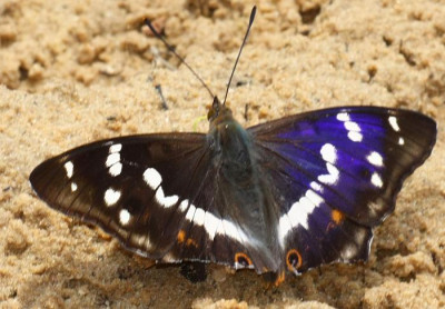 Apatura_iris_-_Grosser_Schillerfalter_01c_Sandgrube_Niedringhaussee.jpg