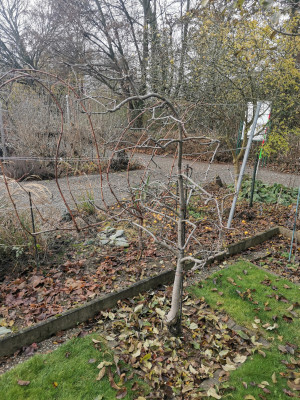Berlepsch rot 20231209.jpeg
