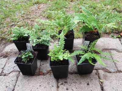 7 Polystichum setiferum PC190023.JPG