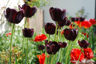 blumen 12121 Kopie.jpg
