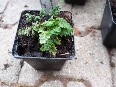 'Badford's Dwarf' PC190026.JPG