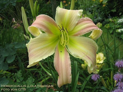 Lola_Branham_14311.jpg