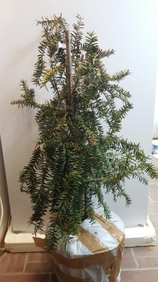 Pseudotaxus.jpg