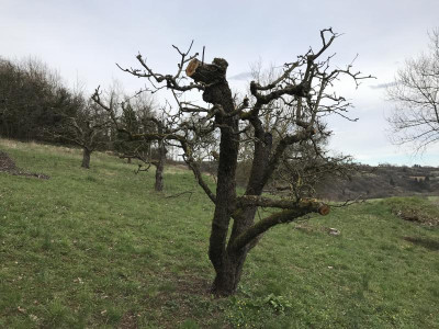 Baumschnitt Katastrophe 1.JPG