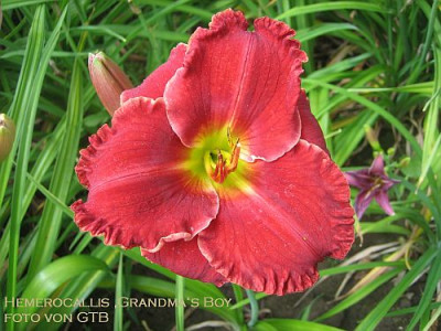 Grandmas_Boy_14341.jpg