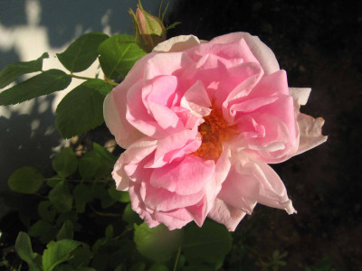 alfreddietrich3.jpg