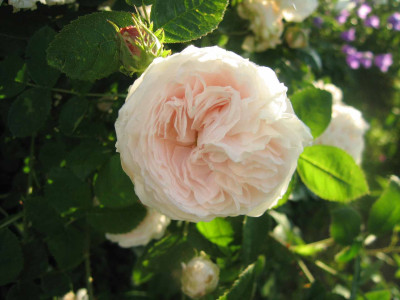 blanchefleur1.jpg