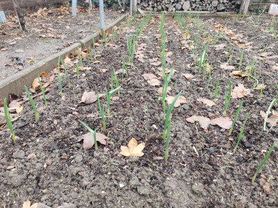 Knoblauch 20231209.jpeg