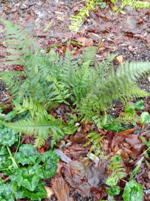 Polystichum.jpg