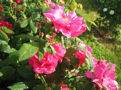 officinalis10.jpg