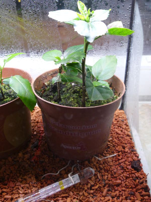 2023-12-23 Hibiscus 1.jpg