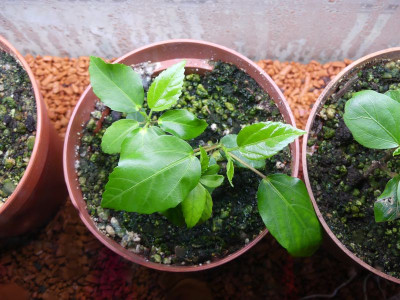 2023-12-23 Hibiscus 2.jpg