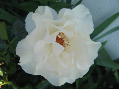 margarretM1.jpg