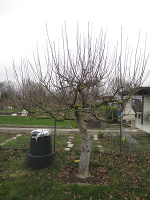 Apfel Sanierung 2,2.JPG