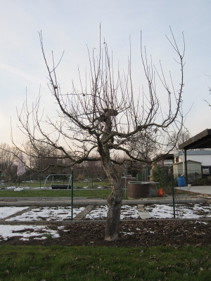 Apfel Sanierung 1.JPG