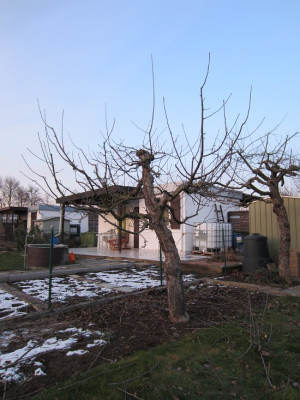 Apfel methusalemsanierung.JPG