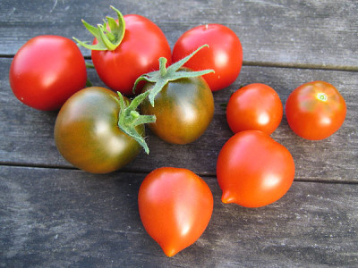 tomatenernte_08_0527.jpg