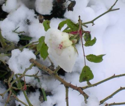 20041119_schneewittchen.jpg