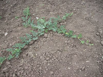 Wassermelone_II_heute.jpg