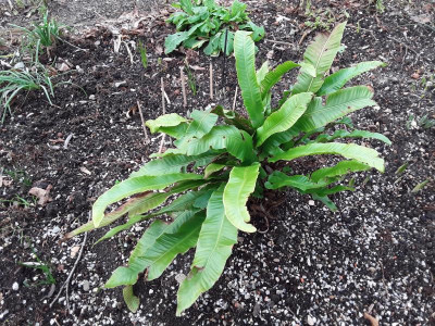 Asplenium.jpg
