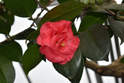 DSC_0550.JPG