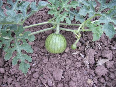 Wassermelonenfrucht_I.jpg