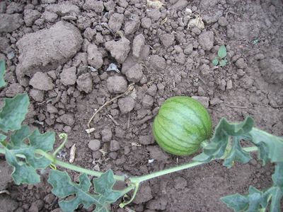 Wassermelonenfrucht_II.jpg