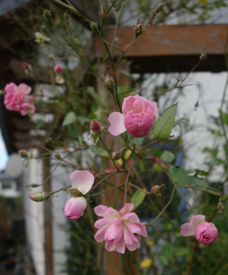 DSC02512.JPG
