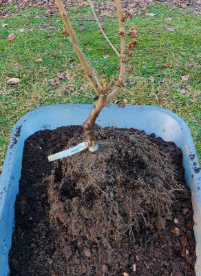 2023-12-26 Hamamelis 'Westerstede' 1.jpg