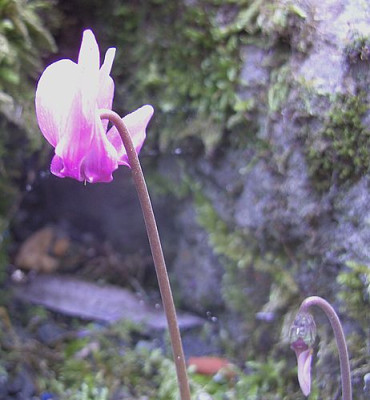 Cyclamen_unbekannt_fars_2008.jpg