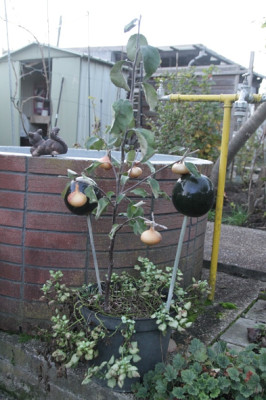Zwiebelbaum.JPG