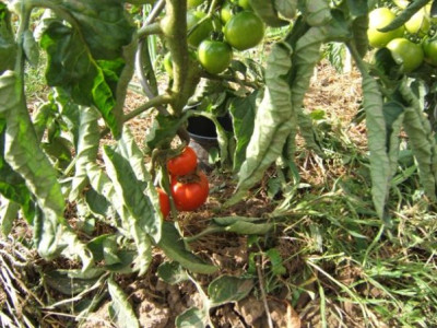 Erste_Tomaten.JPG