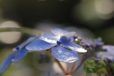 Blue-Bird-Jul0808-k.jpg