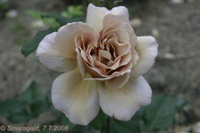20080707-Julias-Rose_2002.jpg