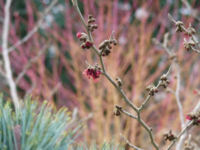 2023-12-27 Hamamelis 'Old Copper' 1.jpg