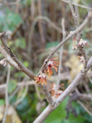 2023-12-27 Hamamelis 'Rochester' 1.jpg